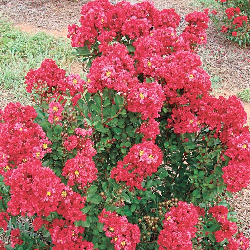 Lagerstroemia ‘Summer Red’ – Enduring Summer Red Crape Myrtle – 5 Gallon