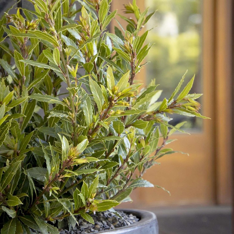 Laurus nobilis ‘Little Ragu’ PP – Little Ragu Dwarf Bay – 2 Gallon