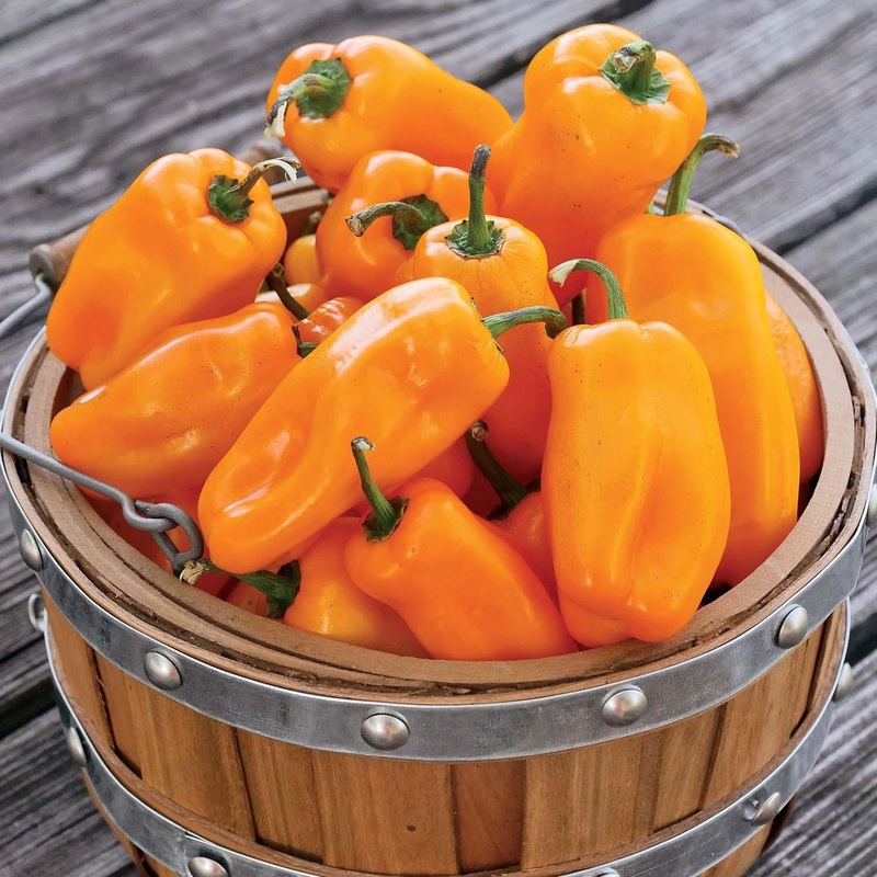 Lunch Box Orange – 4 Pot