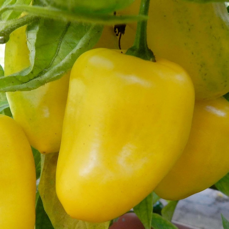 Manzano Yellow – 4 Pot