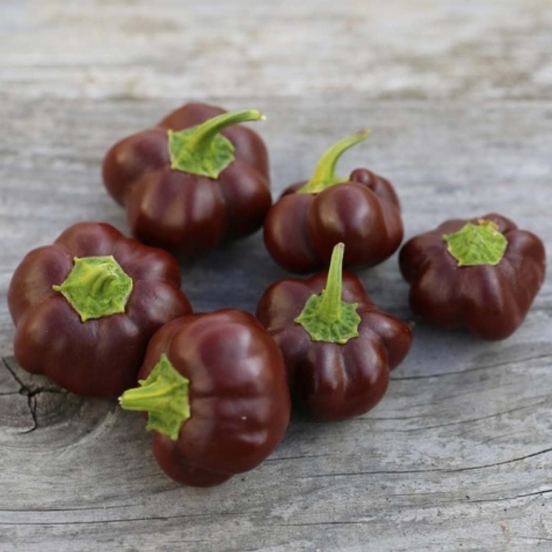 Mini Chocolate Bell – 4 Pot
