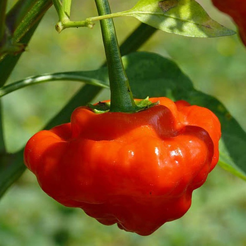 Mushroom Red – 4 Pot