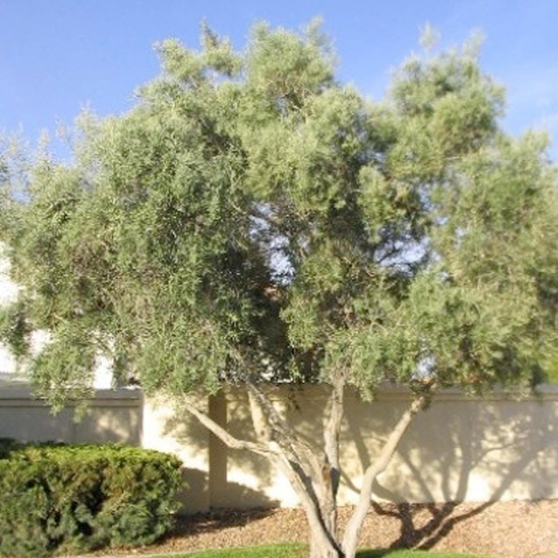 Olea europ. ‘Majestic Beauty’ – Majestic Beauty Fruitless Olive – 5 Gallon