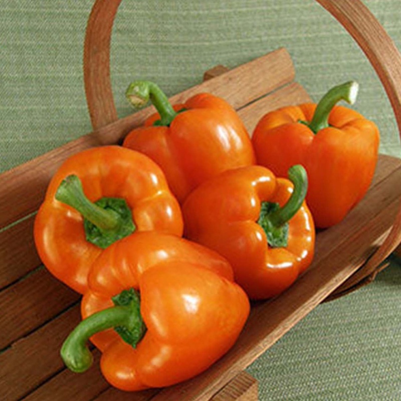Orange Sun – 4 Pot