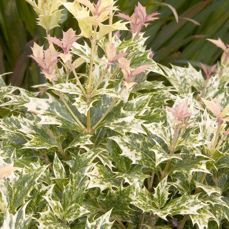 Osmanthus ‘Goshiki’ – Goshiki Osmanthus – 1 Gallon