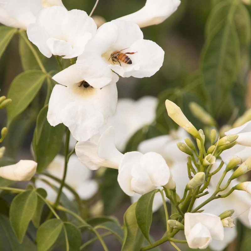 Pandorea jasminoides ‘Alba’ – White Bower Vine – 5 Gallon