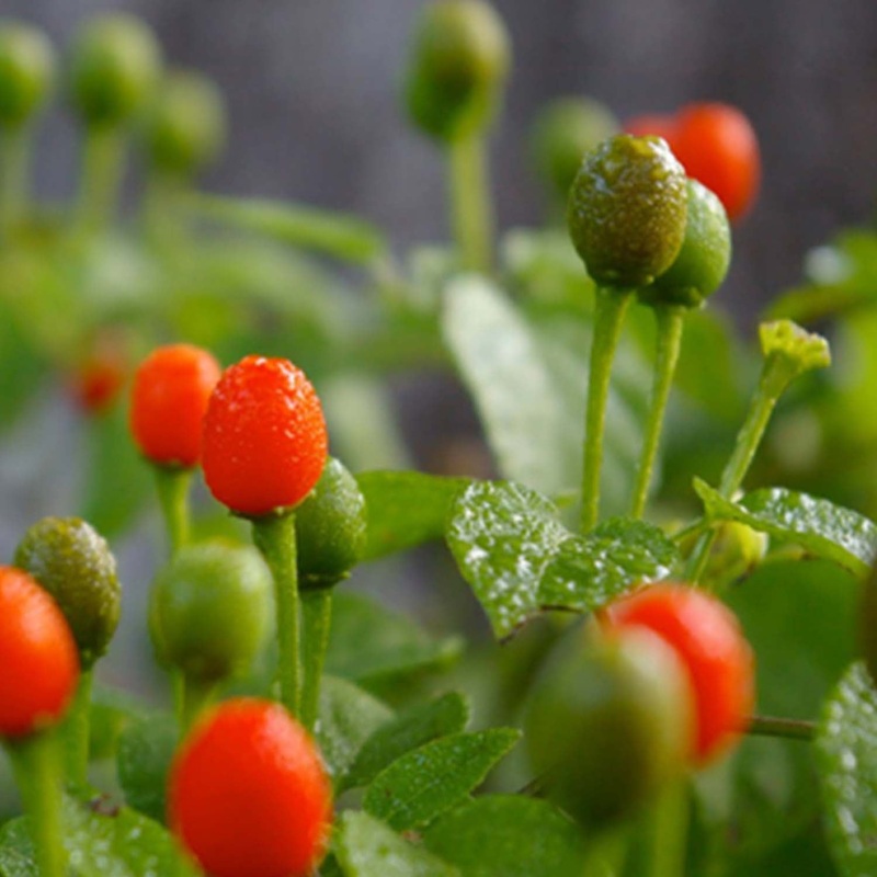 Pequin – 4 Pot