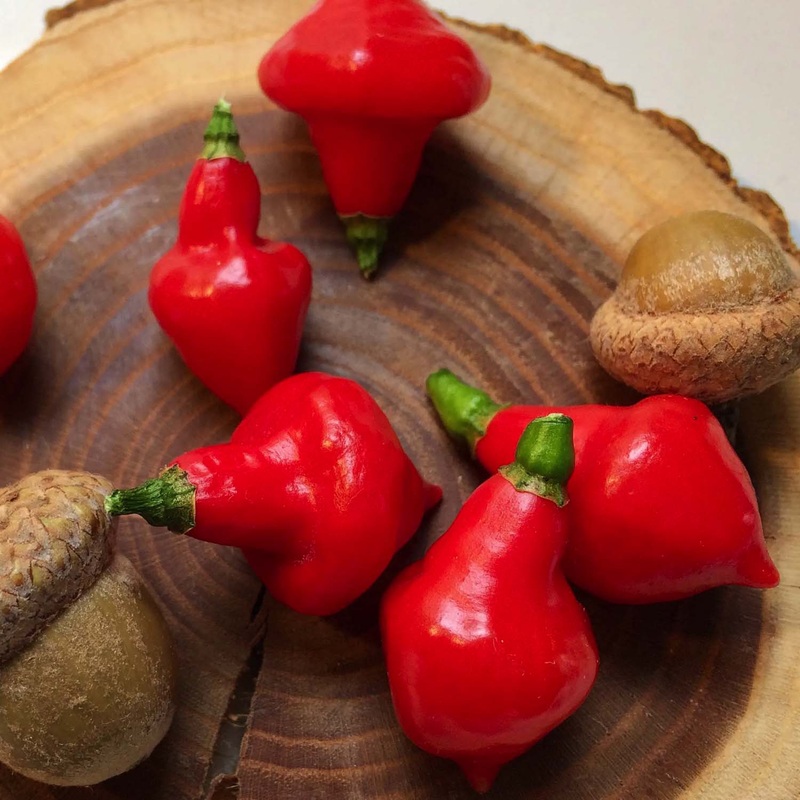 Piaozinho – 4 Pot