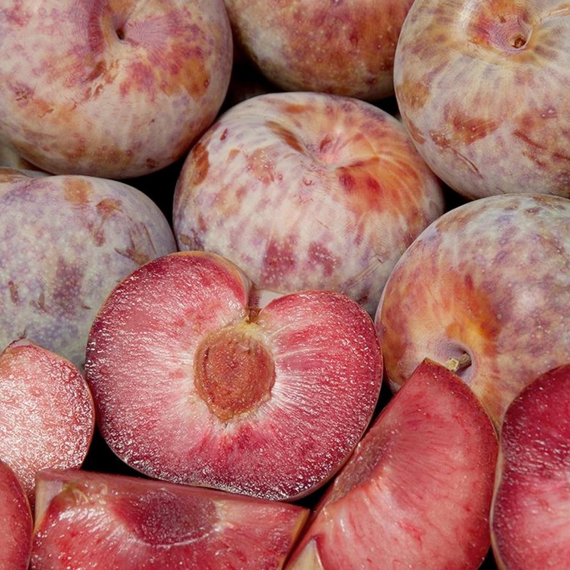 Pluot ‘Dapple Dandy’ – Semi-Dwarf – #5 Gallon