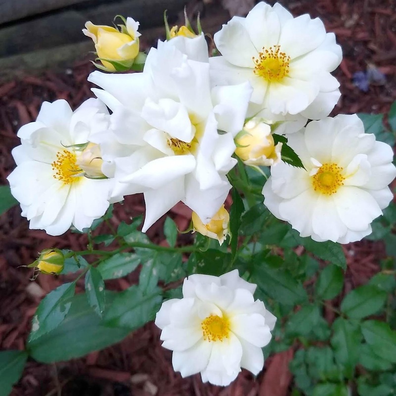 Popcorn Drift – 5 Gallon