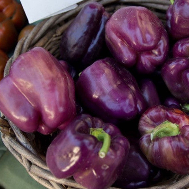 Purple Beauty – 4 Pot