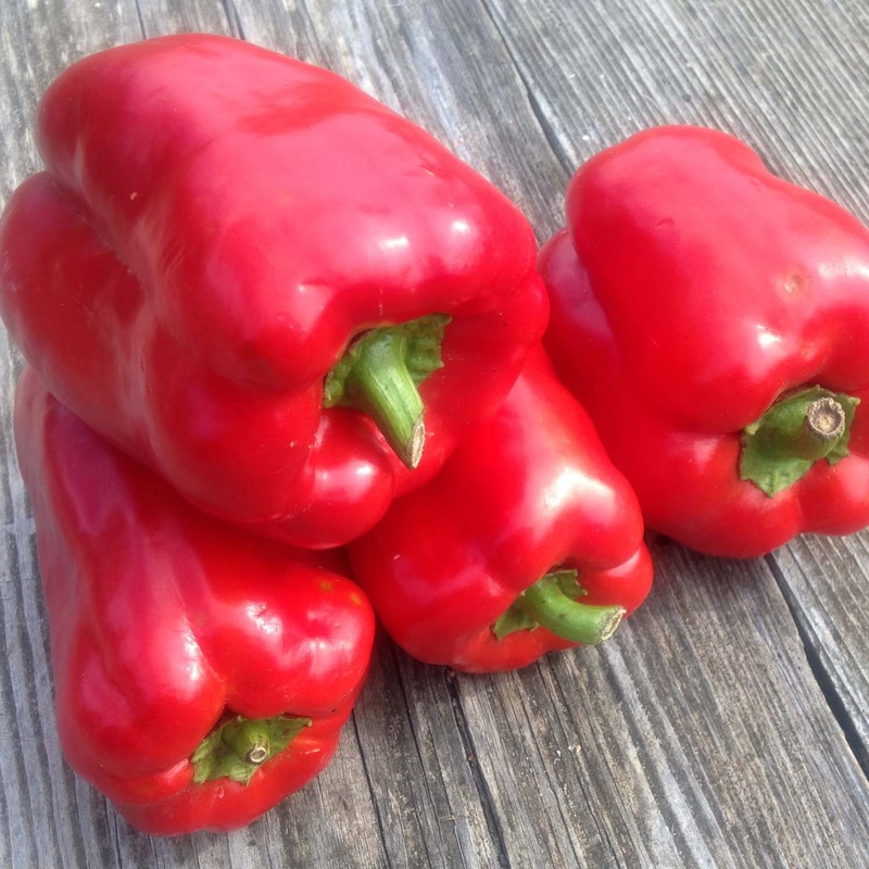 Red Beauty – 4 Pot