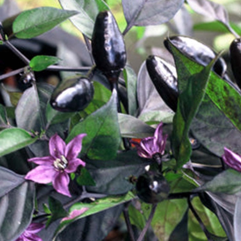 Royal Black – 4 Pot