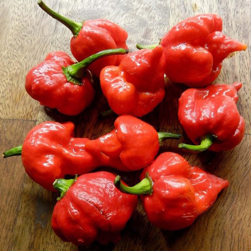 Scorpion Trinidad Moruga – 4 Pot