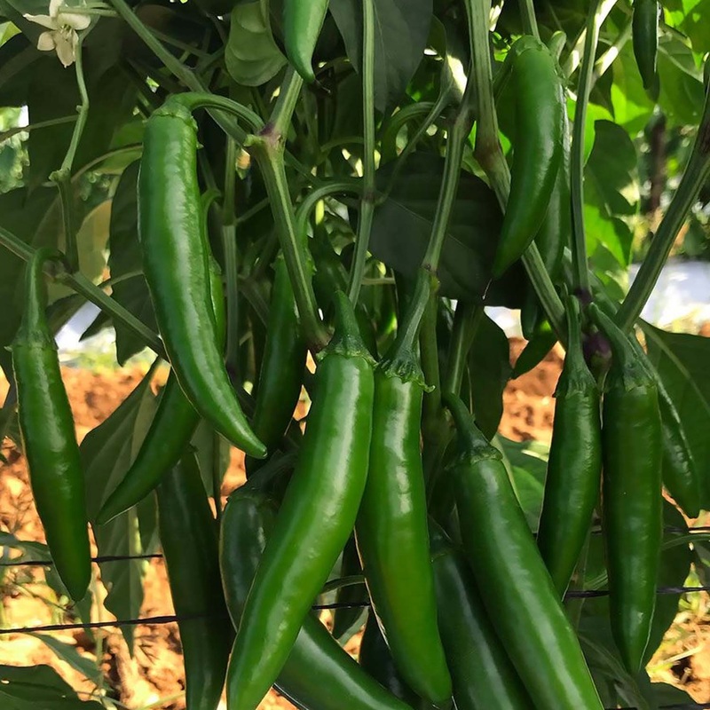 Serrano Lone Ranger – 4 Pot
