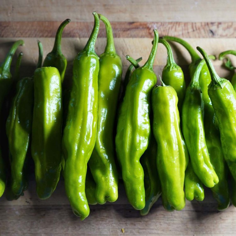 Shishito – 4 Pot