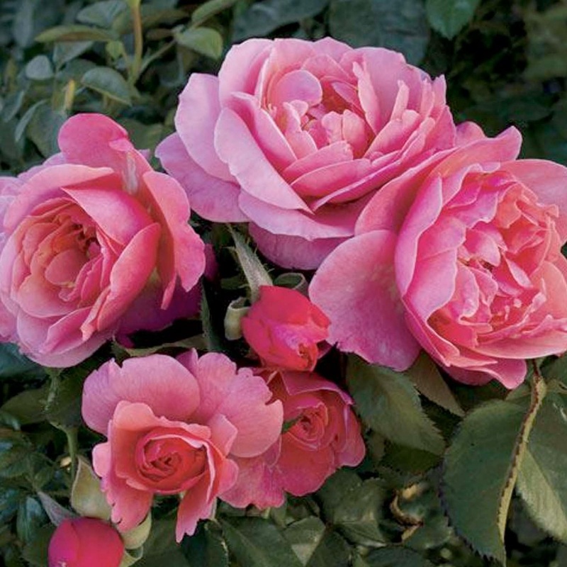 Social Climber – 5 Gallon