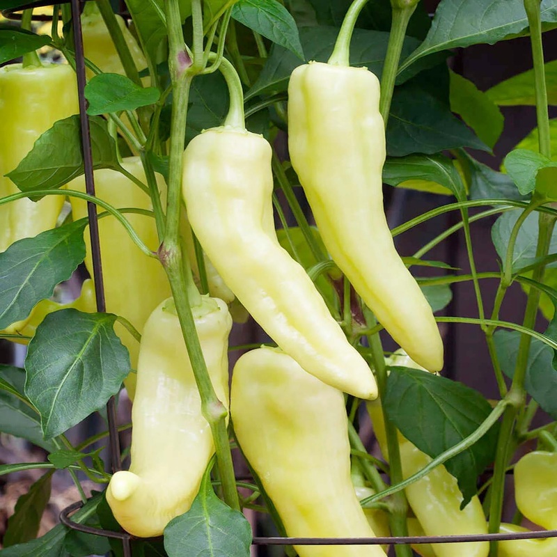 Sweet Banana – 4 Pot