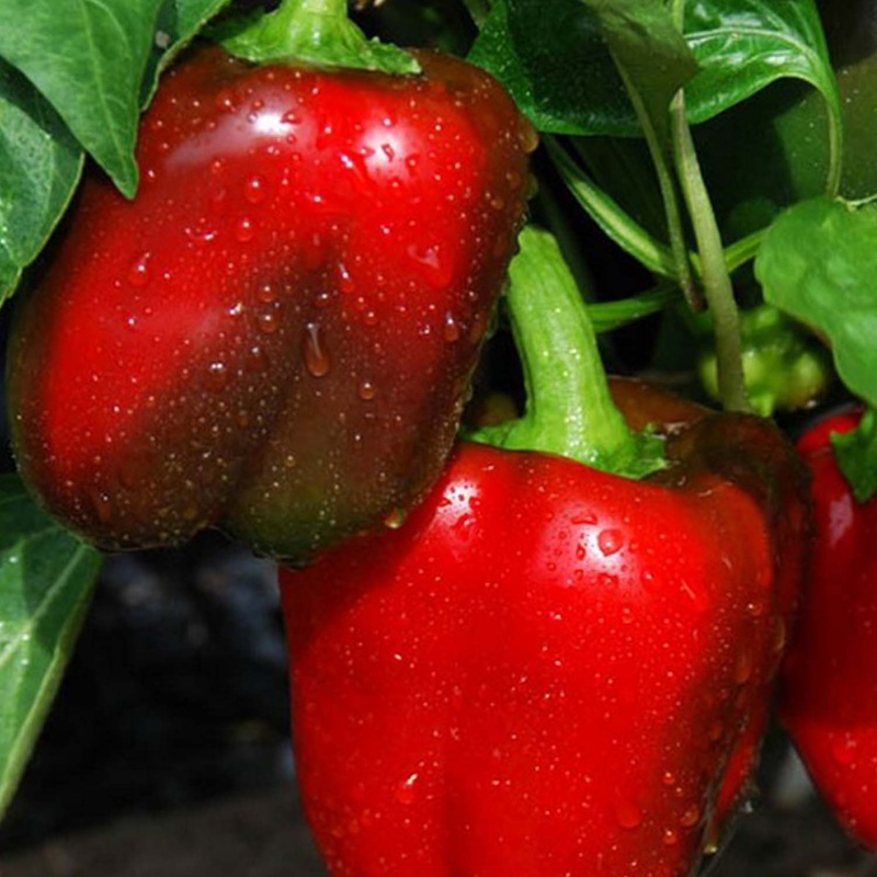 Sweet Big Red – 4 Pot