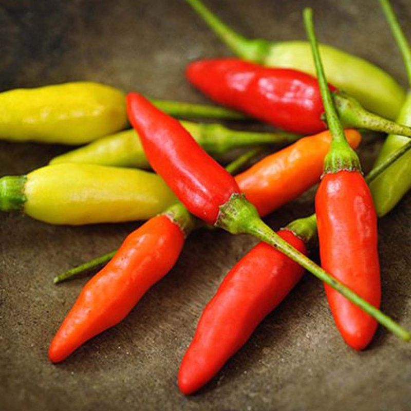 Tabasco – 4 Pot