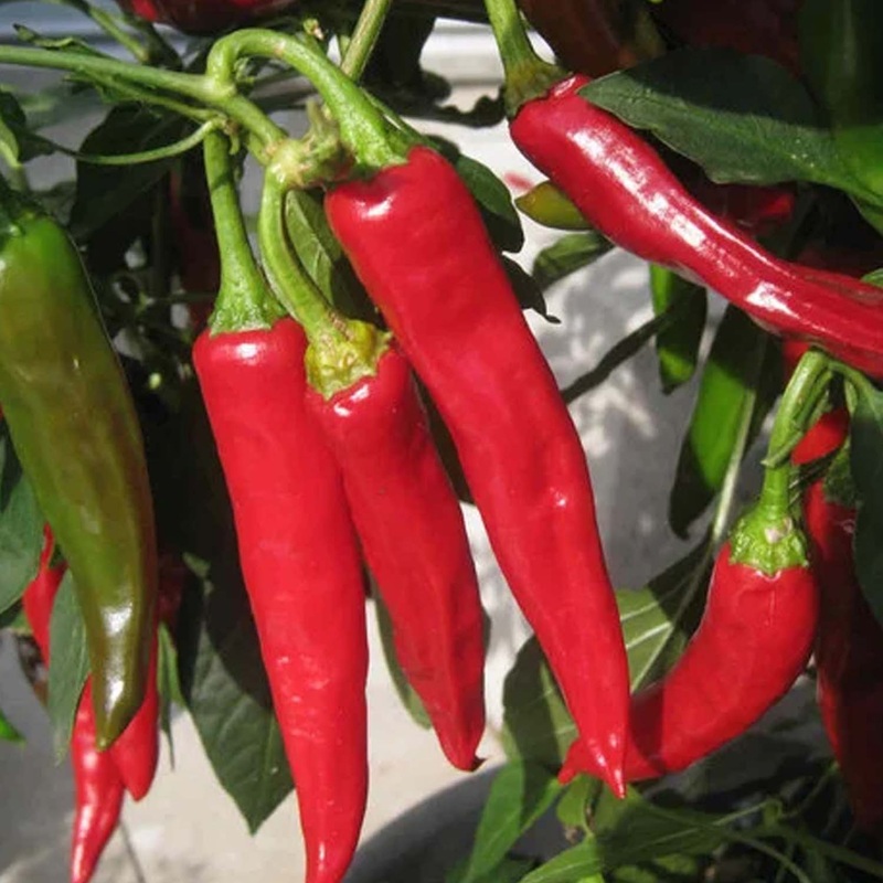 Tibetan Lhasa – 4 Pot