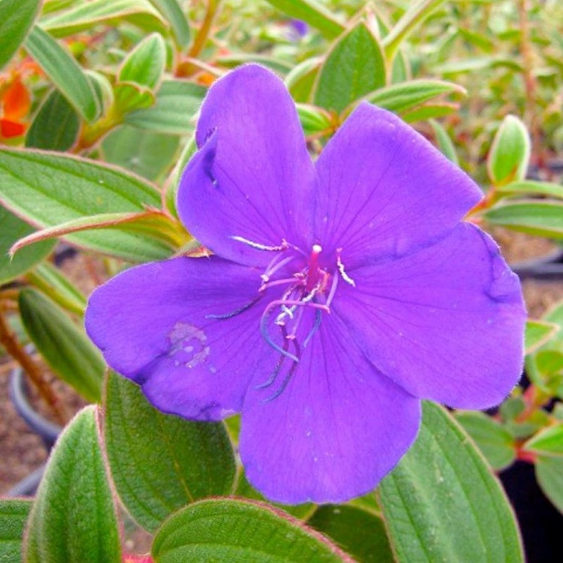 Tibouchina urvilleana – Princess Flower – 5 Gallon