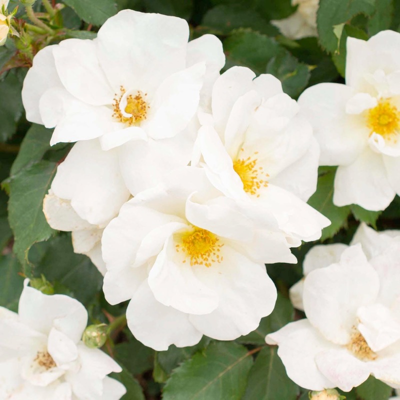 White Knock Out – 2 Gallon