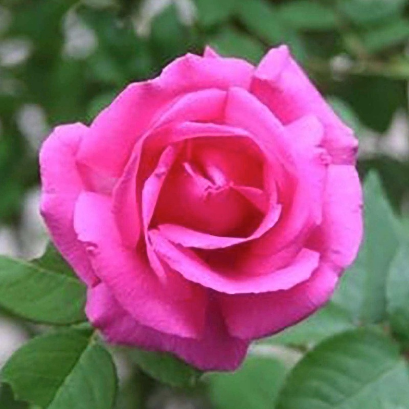 Zepherine Drouhin – 5 Gallon