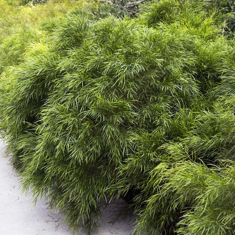 Acacia – ‘Cousin It’ – 5 Gallon