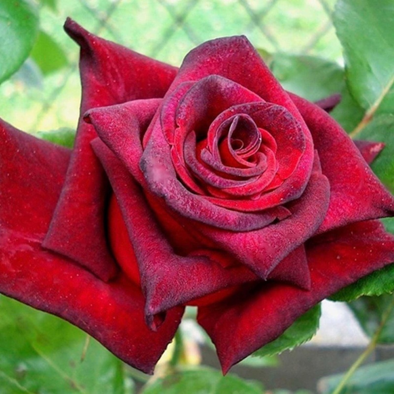 Black Baccara – 5 Gallon