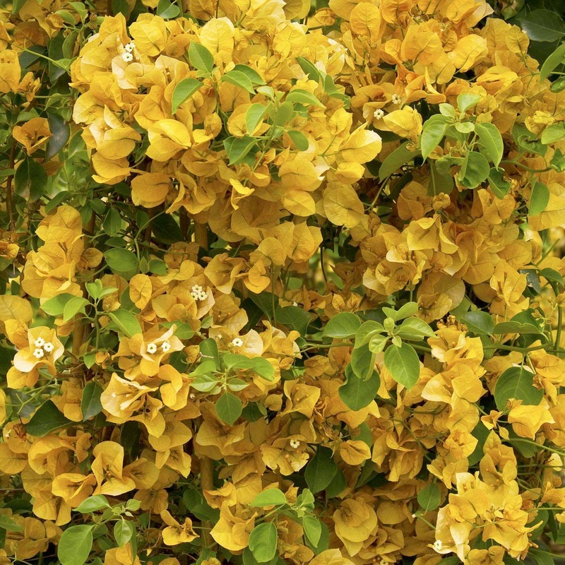 Bougainvillea ‘Gold Rush’ – Gold Rush Bougainvillea – Staked – 5 Gallon