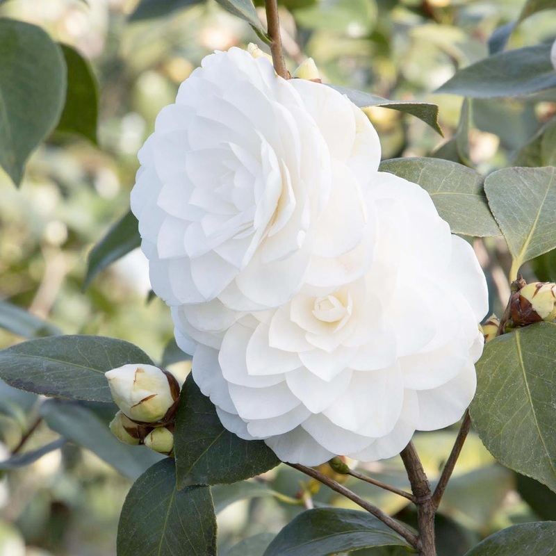 Camellia ‘Nuccio’s Gem’ – Nuccio’s Gem Camellia – 7 Gallon