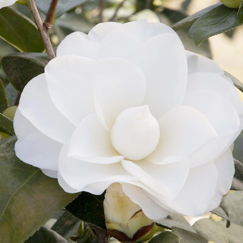 Camellia ‘Swan Lake’ – Swan Lake Camellia – 7 Gallon