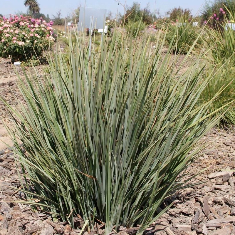 Dianella revoluta ‘Little Rev’ PP – Little Rev Flax Lily – 1 Gallon