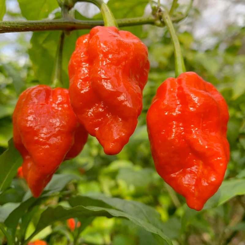 Fatali Red – 4 Pot