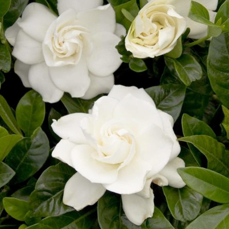 Gardenia ‘First Love’ – First Love Gardenia (Grafted) – 5 Gallon