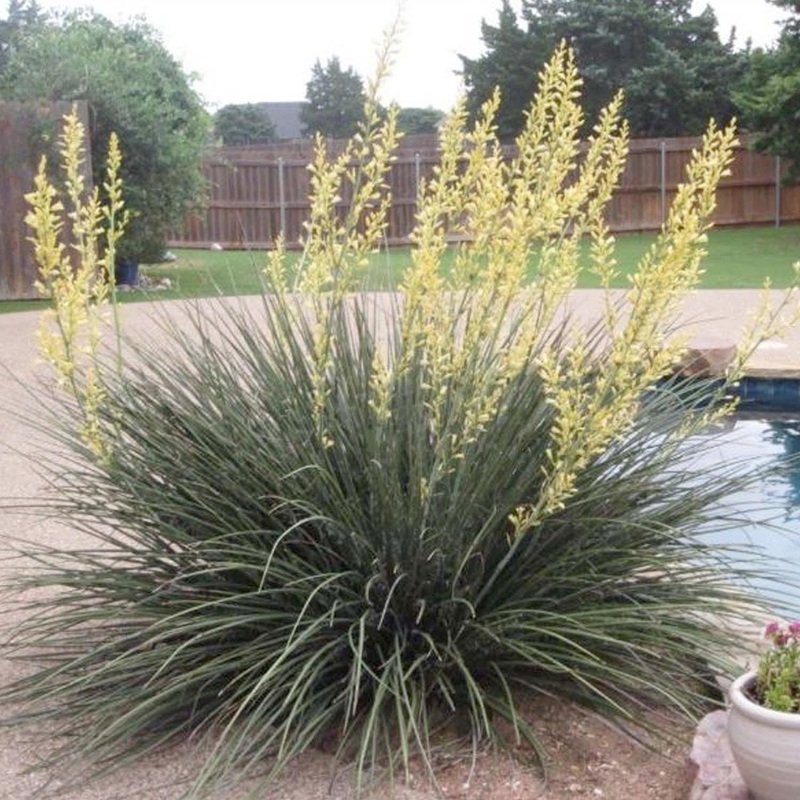 Hesperaloe ‘Yellow’ – Yellow Yucca – 1 Gallon