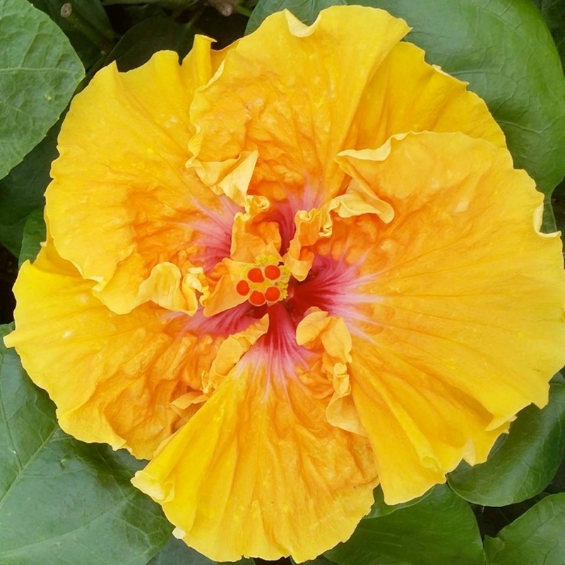 Hibiscus ‘Coral Surprise’ – 5 Gallon