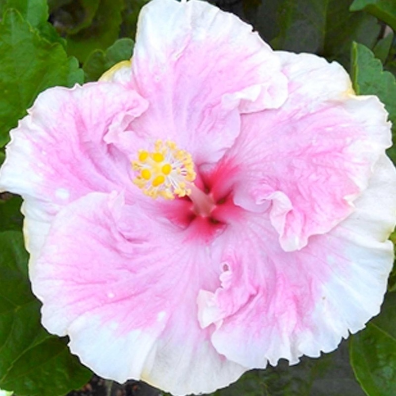 Hibiscus rosa-s. ‘C’Est Bon’ – C’est Bon Cajun Hibiscus – 5 Gallon