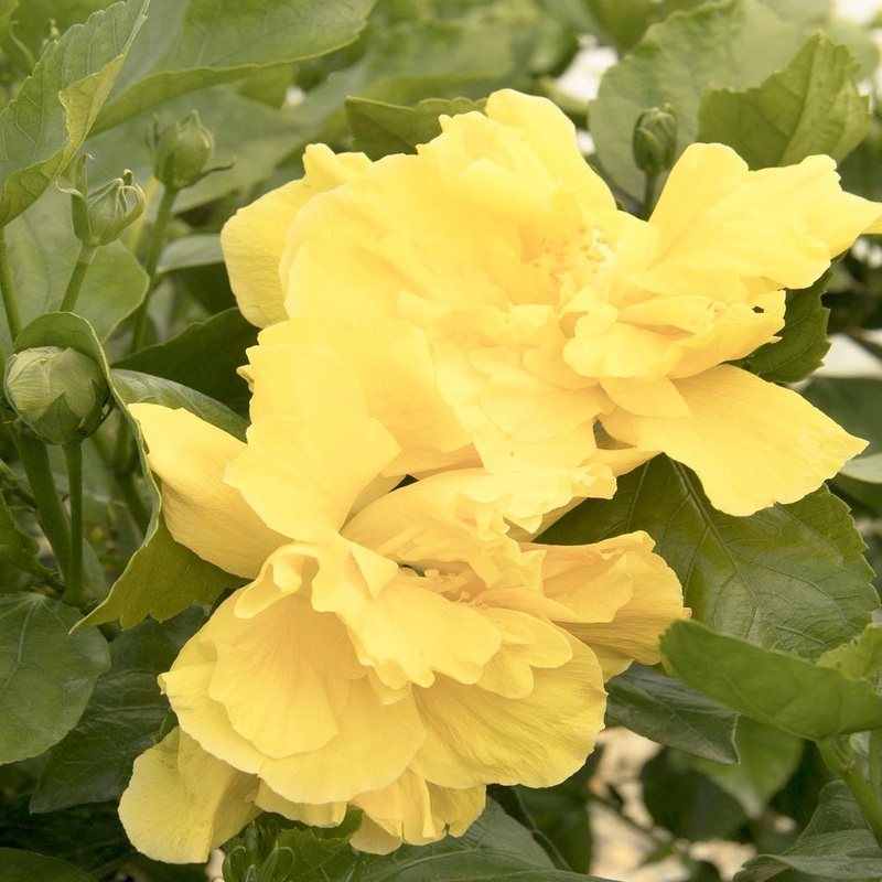 Hibiscus rosa-s. ‘Fullmoon’ – Fullmoon Hibiscus – Patio Tree – 5 Gallon