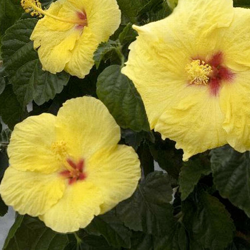 Hibiscus rosa-s. ‘Hula Girl’ – Hula Girl Hibiscus – 2 Gallon