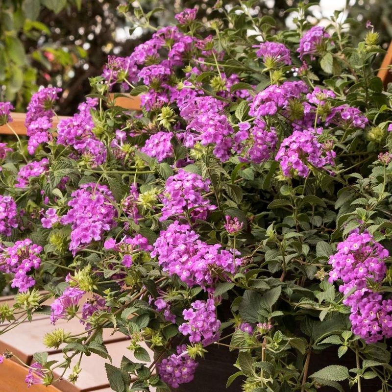 Lantana S ‘Purple Potion’ – Purple Potion Trailing Lantana – 1 Gallon