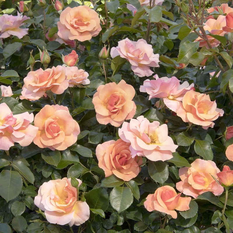 Nitty Peach Pink – 5 Gallon