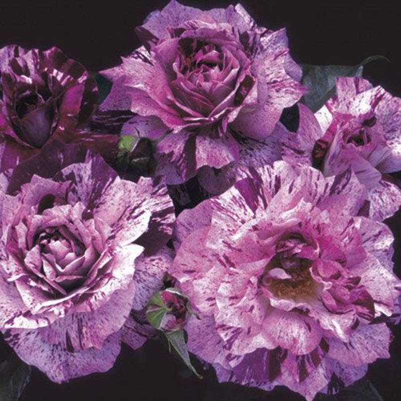 Purple Tiger – 5 Gallon