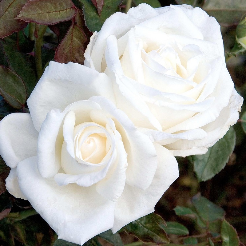 Queen Mary II – 5 Gallon