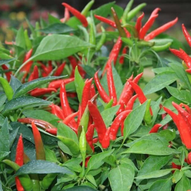 Super Chili – 4 Pot