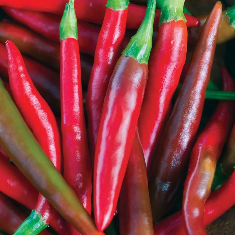 Thai Super Hot – 4 Pot