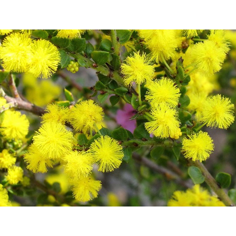 Acacia pravissima – Oven’s Wattle