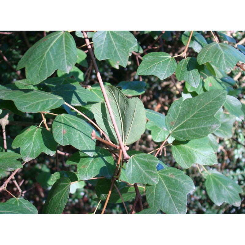 Acer sempervirens – Cretan Maple