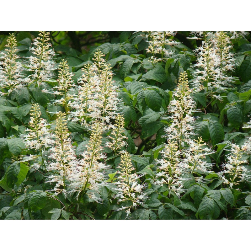 Aesculus parviflora- Bottlebrush Buckeye